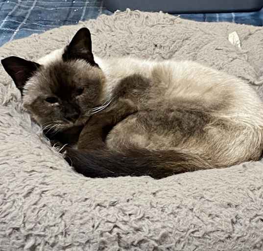 Photo of Aslana