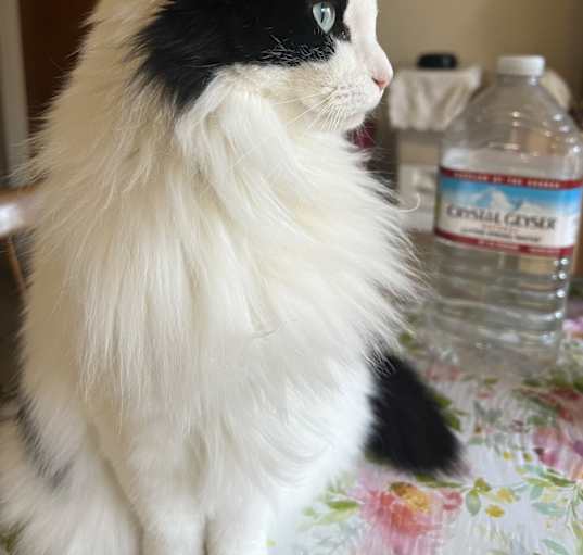 Photo of Baby
