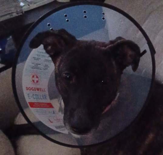 Photo of Penny