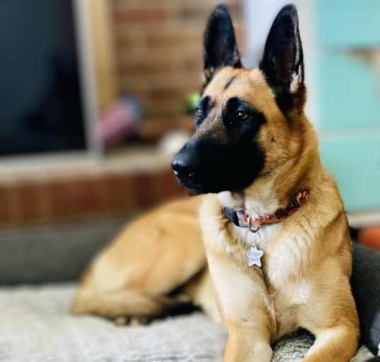 Photo of Ginger