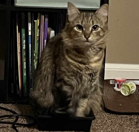 Photo of Chole