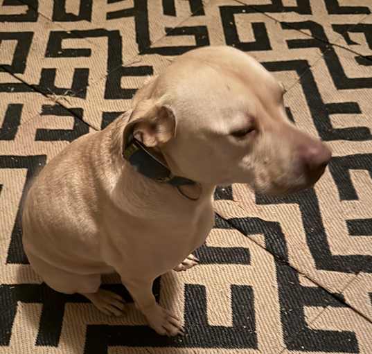 Photo of Rex