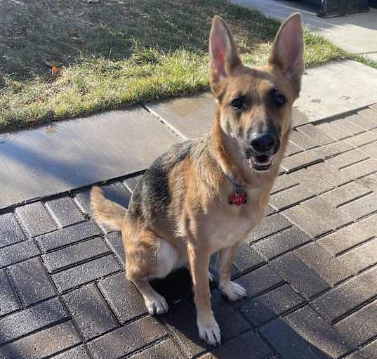 Photo of Riley