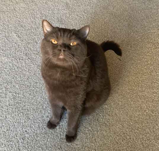 Photo of Arlo