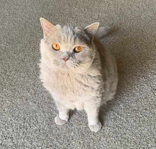 Photo of Lola