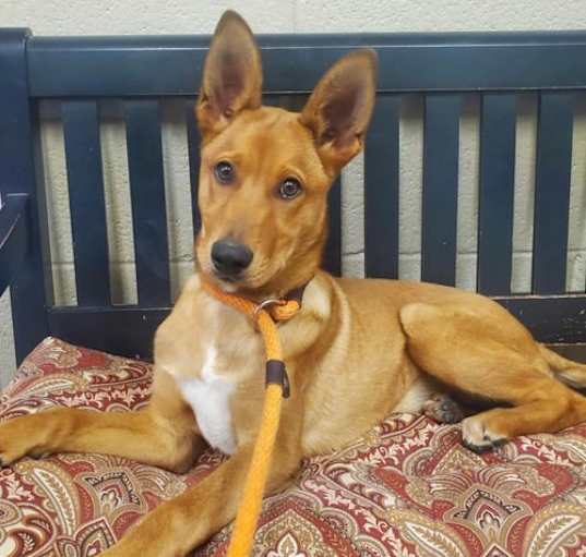 Photo of Topper