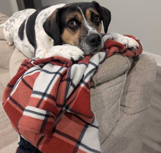 Photo of Roscoe