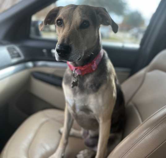 Photo of Dollie