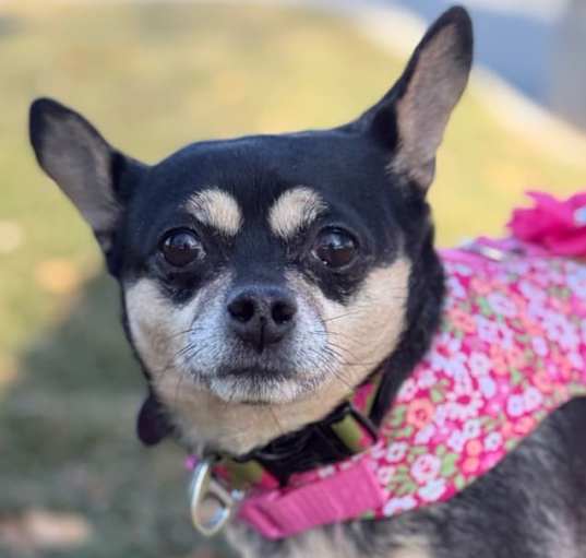 Photo of Rosy