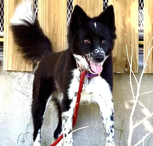 Photo of Tipper