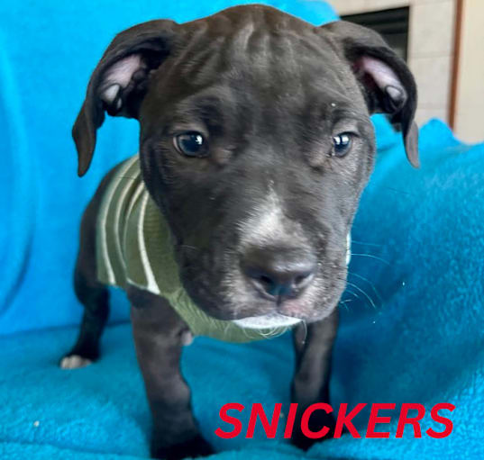 Photo of Snickers