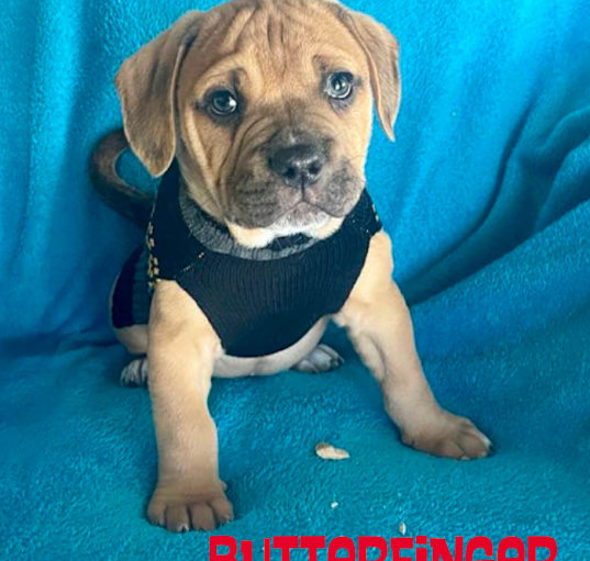 Photo of Butterfinger