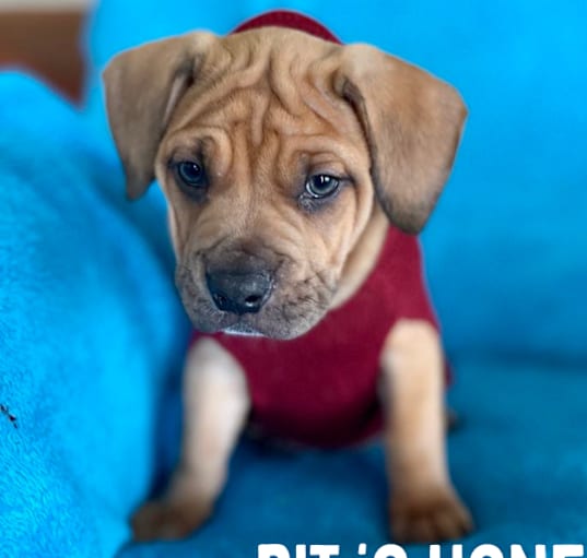 Photo of Bit O Honey