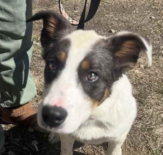 Photo of Philadelphia Eagles Pups - Jaylen