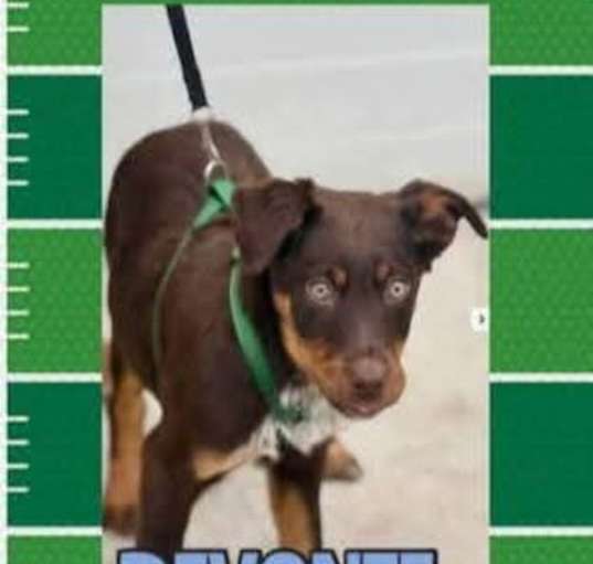 Photo of Philadelphia Eagles Pups - Devonte