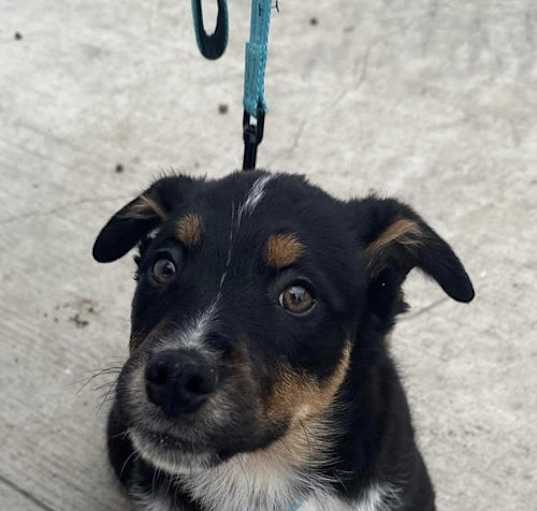 Photo of Philadelphia Eagles Pups - Donovan