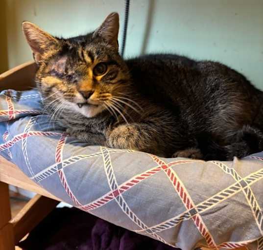 Photo of Gracie