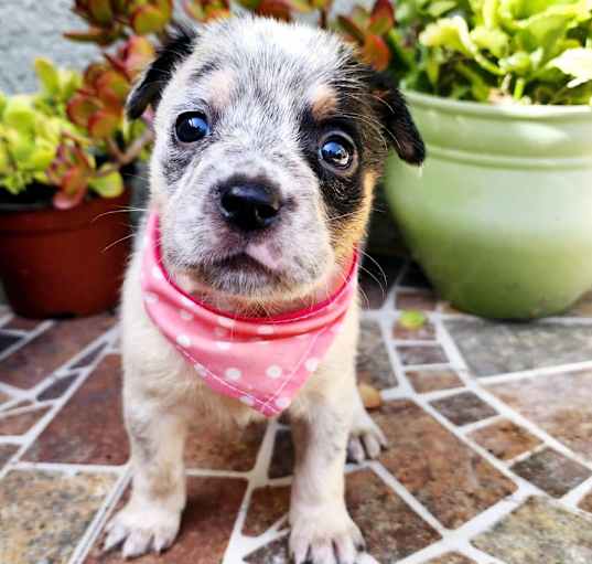 Photo of Dolce