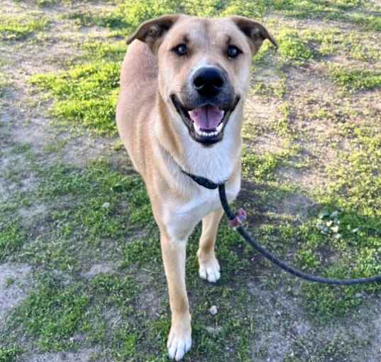 Photo of SIMBA
