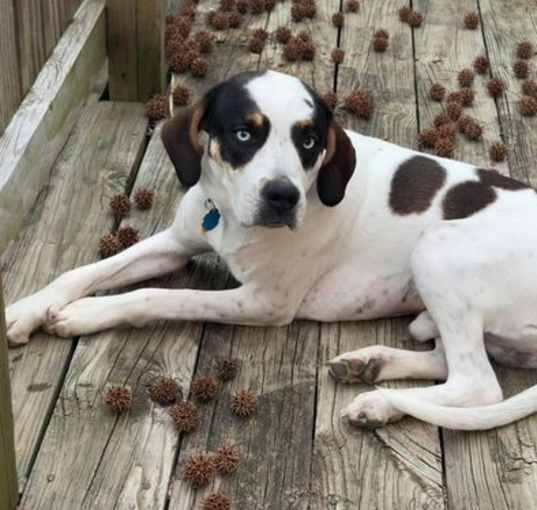 Photo of Bandit