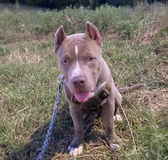 Photo of Chucky
