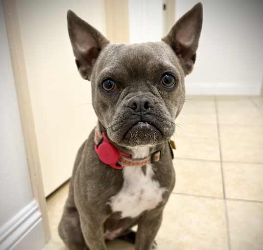 Photo of Bally (aka Mimi)