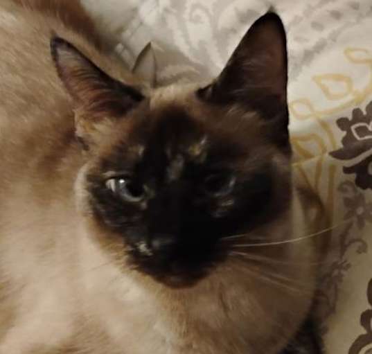 Photo of Precious