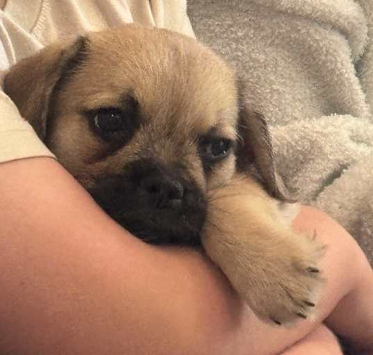 Photo of DOB 12/15/24 Winston the Pup