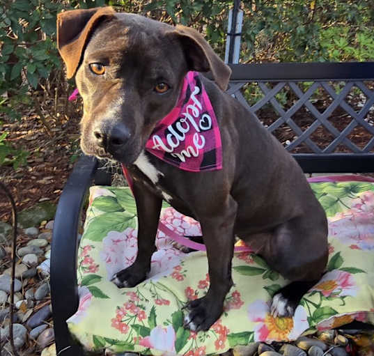Photo of Juno