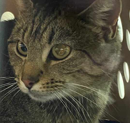 Photo of Levi