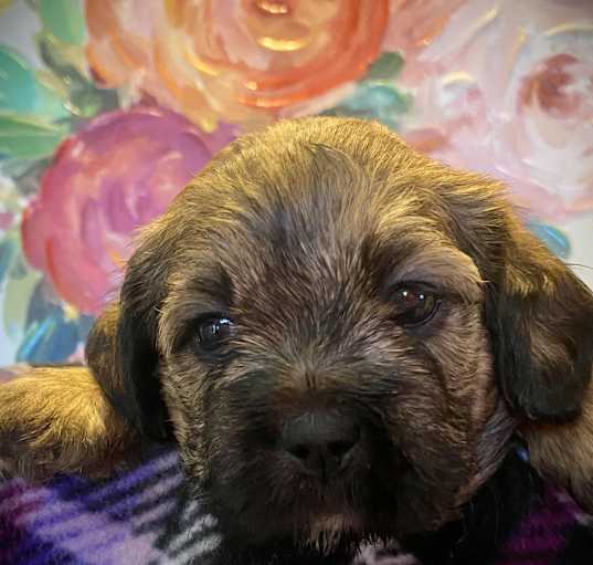 Photo of DOB 12/15/2024: Penny, Female