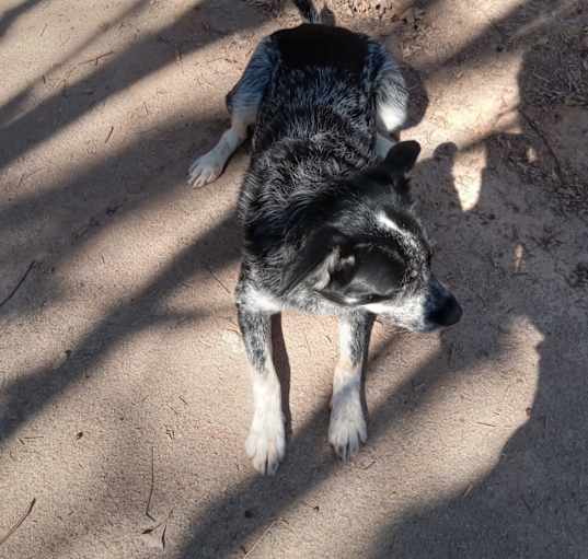 Photo of Bluey