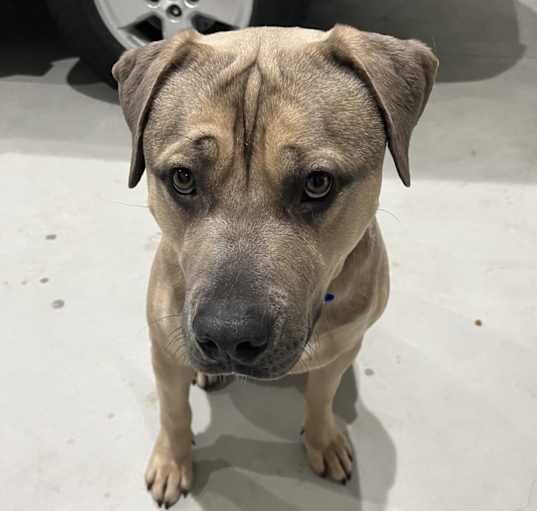Photo of Koda Bear