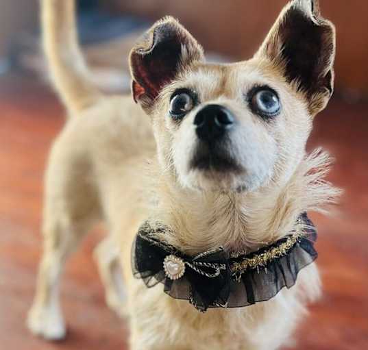 Photo of Pippin