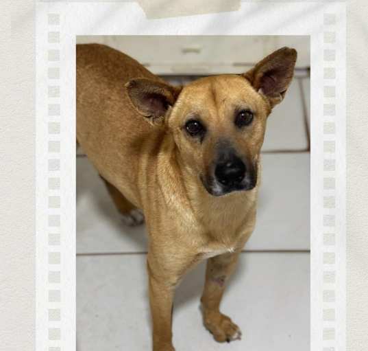 Photo of Buddy