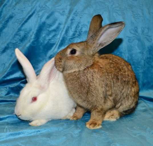 Photo of Snowdrop and Thistle