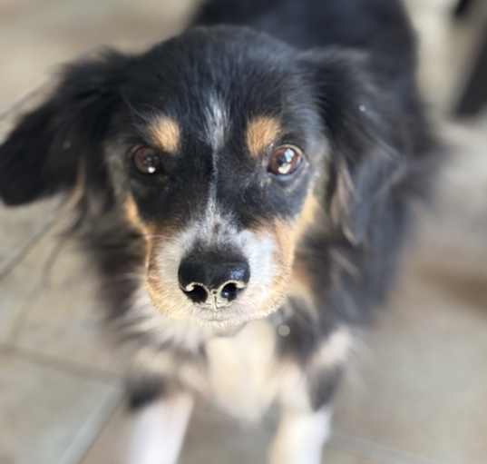 Photo of Currant