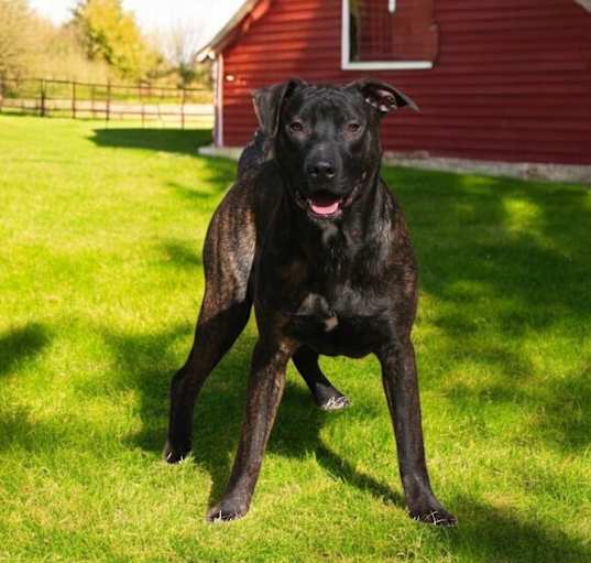 Photo of Cocoa