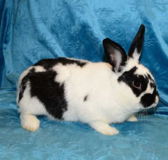 Photo of Kazoo