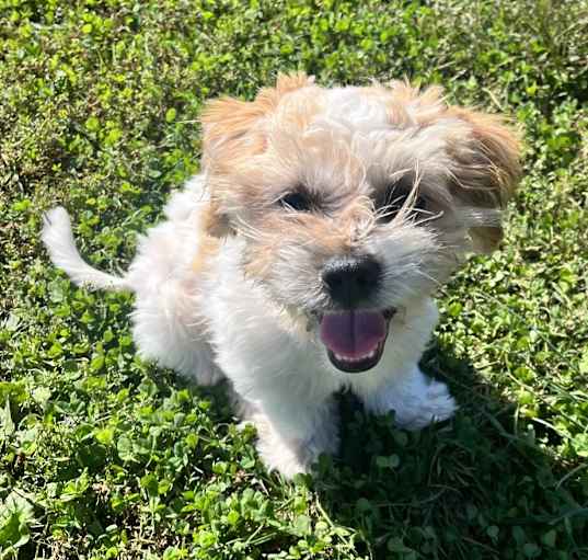 Photo of Mochi
