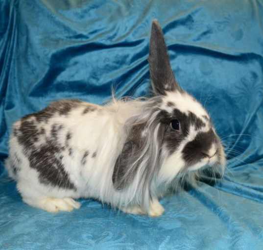 Photo of Coby
