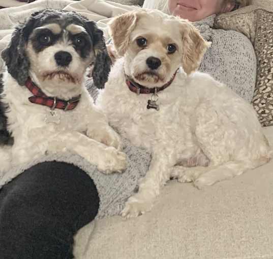 Photo of Duke + Sadie Mae