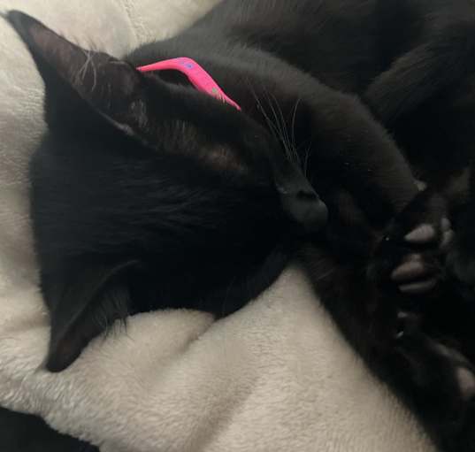 Photo of Boots