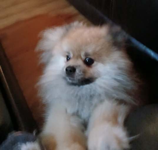 Photo of Twinky