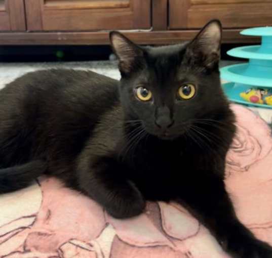 Photo of Shiloh