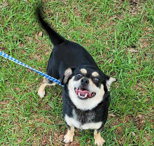 Photo of Chomp