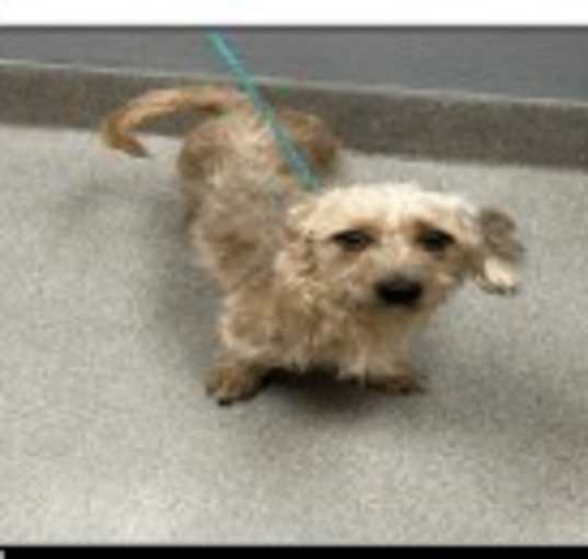 Photo of Comet