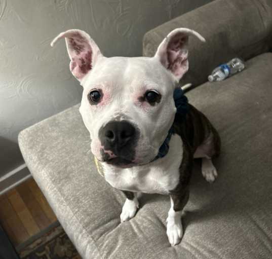 Photo of Riley