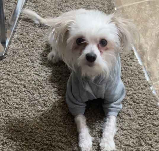 Photo of casper