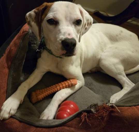 Photo of Peaches